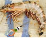 Invasion Of The Giant Shrimp Rattles Gulf Coast Diners